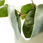 Anua Heartleaf 70 Soothing Collagen Mask 4-Pack - Image 7