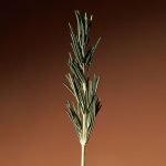 AROMATICA Vitalizing Rosemary Concentrated Essence - Image 4